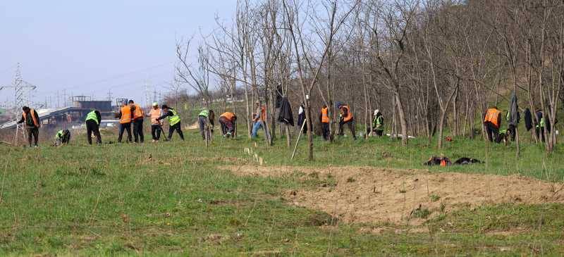 Galați plantează aproape 200.000 de arbori și arbuști pentru patru păduri urbane finanțate prin PNRR