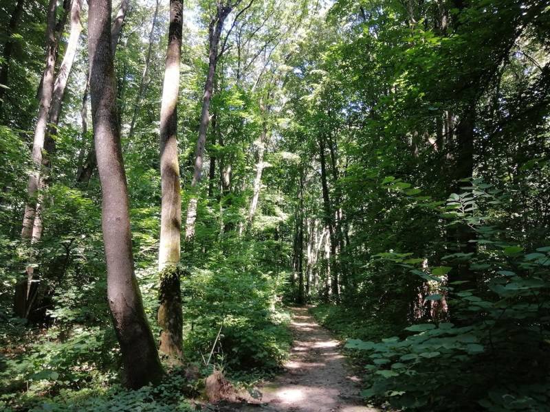 Sector 1 vrea arii naturale protejate prin protocol cu societatea civilă, inclusiv Pădurea Băneasa