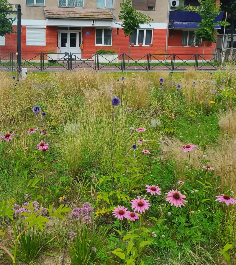 Oradea renunță la florile exotice și plantează pajiști native în oraș