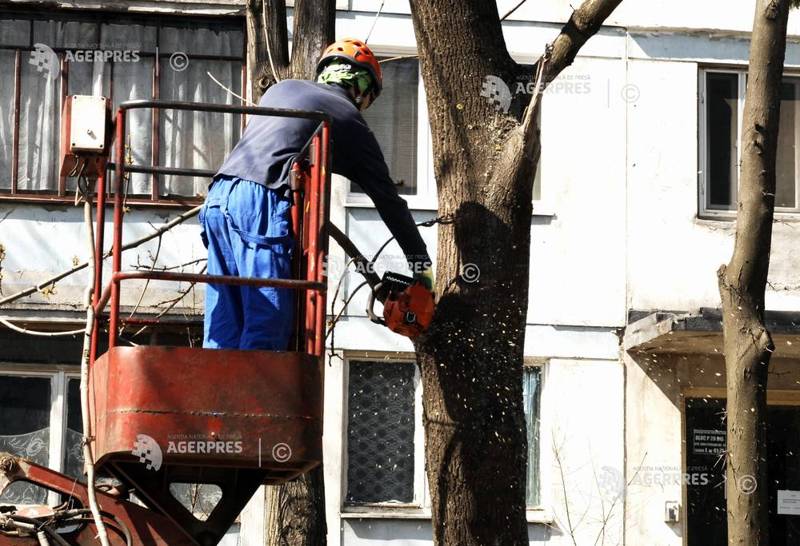 Sectorul 2 scoate din peisaj circa 3.000 de arbori uscați periculoși