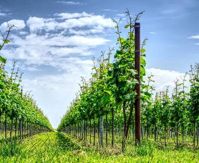 Registrul plantațiilor viticole intră online: cum accesează viticultorii datele propriilor parcele