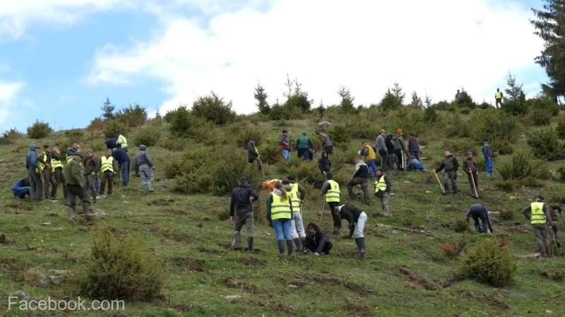 Harghita a depășit 100.000 de puieți plantați prin campania Copaci pentru viață