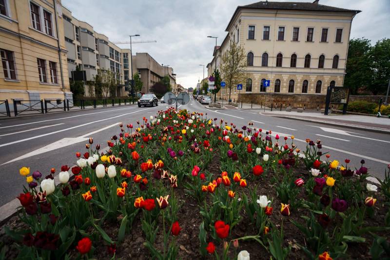 Cluj-Napoca cheamă asociațiile de proprietari în campania de plantare a 100.000 de arbori până în 2030