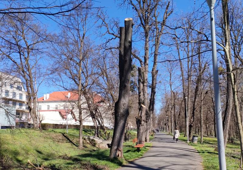 Sibiu digitalizează spațiul verde: fișă tehnică online pentru fiecare arbore